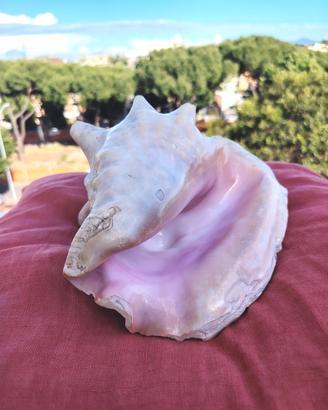 Conchiglia sonora grande