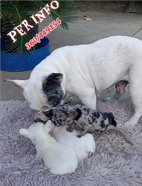 Bulldog francese merlè