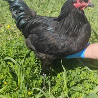 Galletto oliveregger