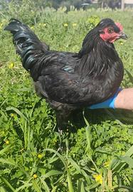 Galletto oliveregger