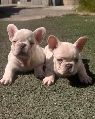 Bulldog francese