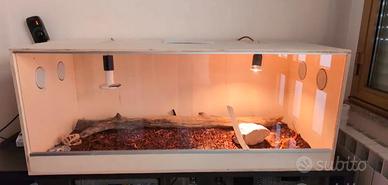 teca pogona