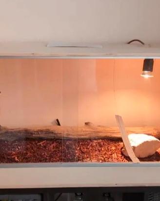 teca pogona