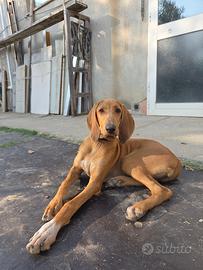 Cucciola Segugio Italiano