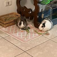 Coppia di conigli nani