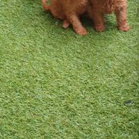 Meraviglioso barboncino fulvo