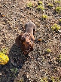 Bassotto nano da monta