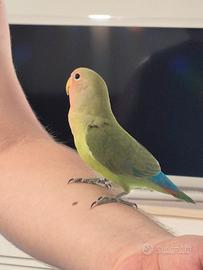 Giovane inseparabile