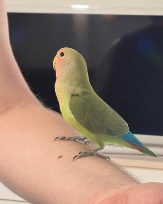 Giovane inseparabile
