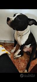 MONTA AMERICAN STAFFORDSHIRE TERRIER