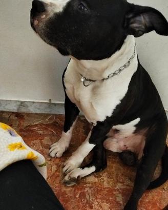 MONTA AMERICAN STAFFORDSHIRE TERRIER