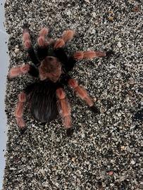 Tarantola brachypelma boehmey