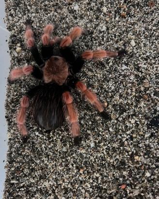 Tarantola brachypelma boehmey