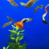 Guppy acquario pesci