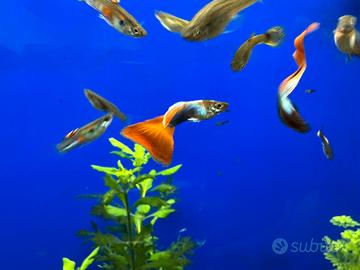 Guppy acquario pesci