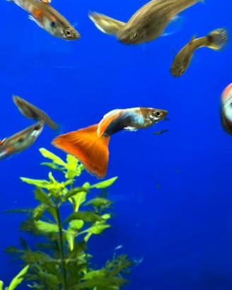 Guppy acquario pesci
