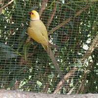 Parrocchetto dal collare