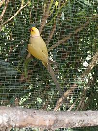 Parrocchetto dal collare