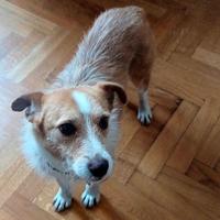 CLIP cagnolino 7 kg in adozione