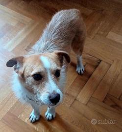 CLIP cagnolino 7 kg in adozione