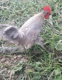 Galletto nano calzato