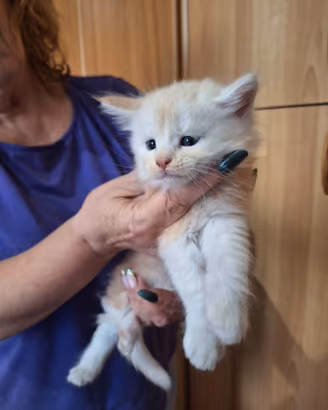 Maine coon