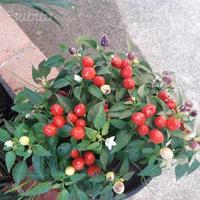 Peperoncini colorati piccanti