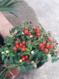 Peperoncini colorati piccanti