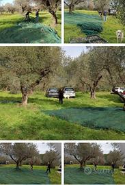 Terreno Agricolo con Uliveto e frutteto