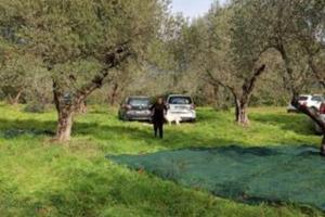 Terreno Agricolo con Uliveto e frutteto