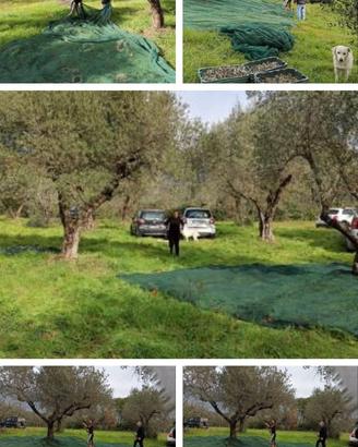 Terreno Agricolo con Uliveto e frutteto