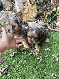 Femmine di Yorkshire merle