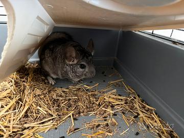 Coppia riproduttiva cincillà