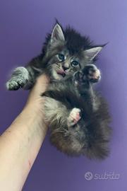 Allevamento AUTORIZZATO gatti Maine Coon