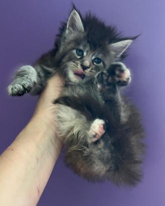 Allevamento AUTORIZZATO gatti Maine Coon