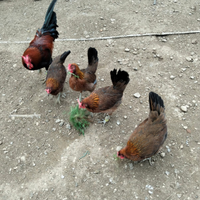 Galline ornamentali cornuta di Caltanissetta