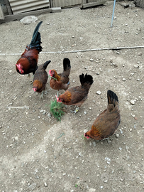 Galline ornamentali cornuta di Caltanissetta