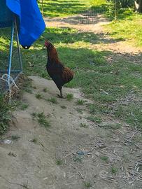 Gallo olive egger