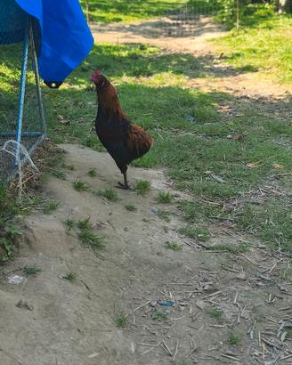 Gallo olive egger