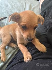 Cucciolo