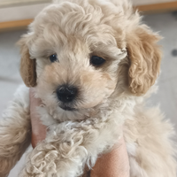Maltipoo