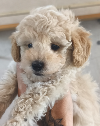 Maltipoo