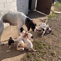 Cuccioli di POINTER INGLESE