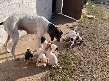 Cuccioli di POINTER INGLESE