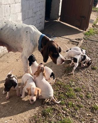Cuccioli di POINTER INGLESE