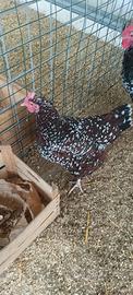 Galline