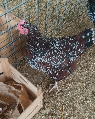 Galline