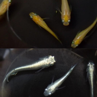 Medaka pacchetto (leggere la descrizione)