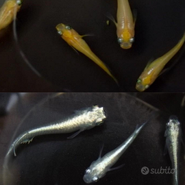 Medaka pacchetto (leggere la descrizione)