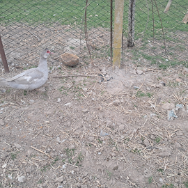 Mute grigio.perla 2025